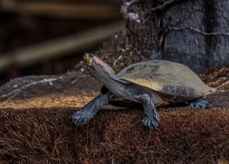 Puerto Maldonado: Sandoval Lake Full-Day Trip with Canoeing - The Sum Up