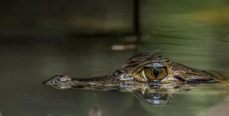 Puerto Maldonado: Sandoval Lake Full-Day Trip with Canoeing - FAQ
