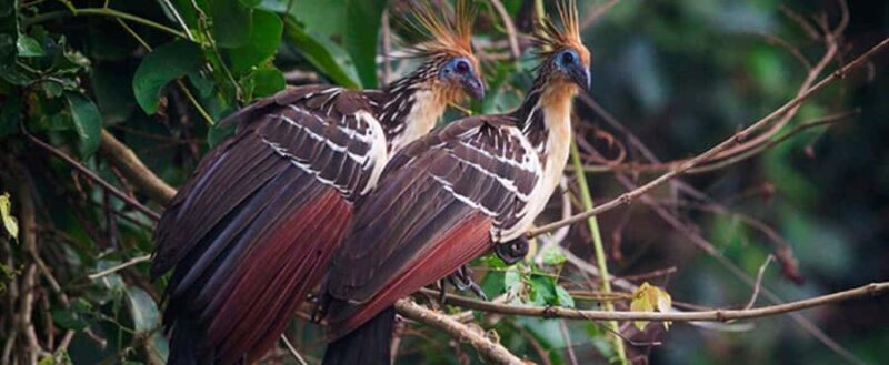 Puerto Maldonado: Tambopata National Reserve 4 Days - A Closer Look at the Itinerary