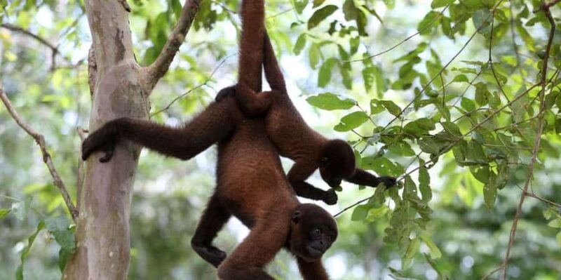 Puerto Maldonado: Tambopata Trek 3 days 2 nights - Who Should Consider This Tour?