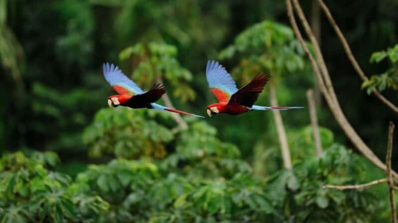 Puerto Maldonado: Tambopata Trek 3 days 2 nights - Final Thoughts