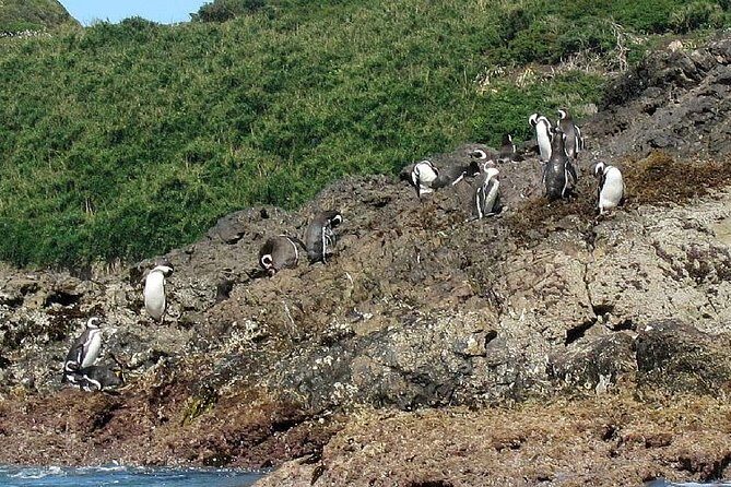 Puerto Montt: Full day Chiloe Island visiting Penguins in Puñihuil - Key Points