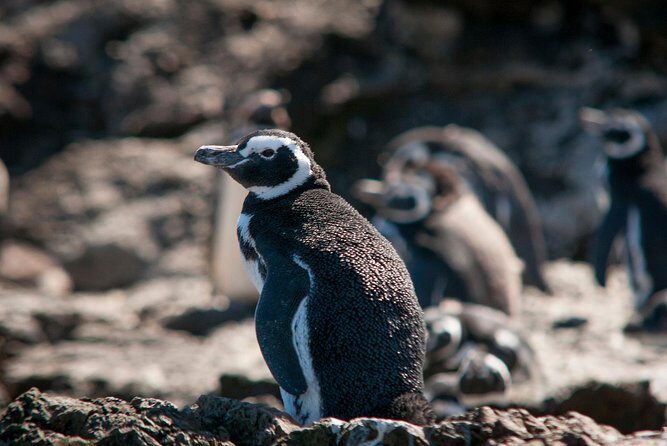 Puerto Montt: Full day Chiloe Island visiting Penguins in Puñihuil - Who Should Consider This Tour?
