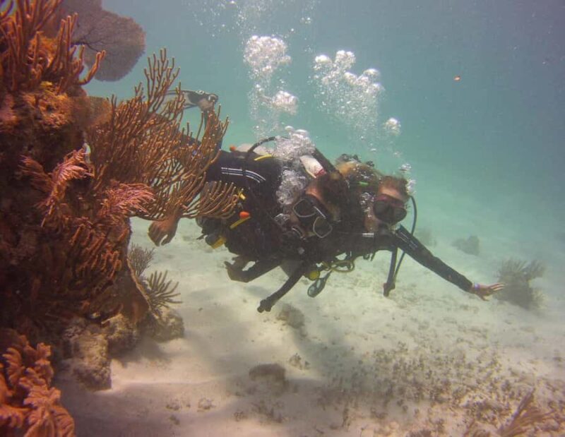 Puerto Morelos: Diving at Puerto Morelos Reef - Exploring the Reef: What to Expect