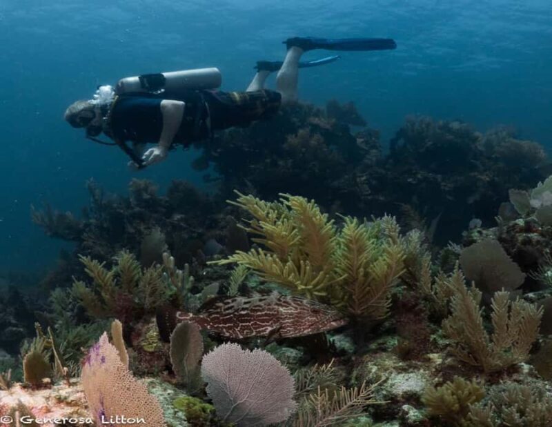 Puerto Morelos: Diving at Puerto Morelos Reef - Who Should Consider This Tour?