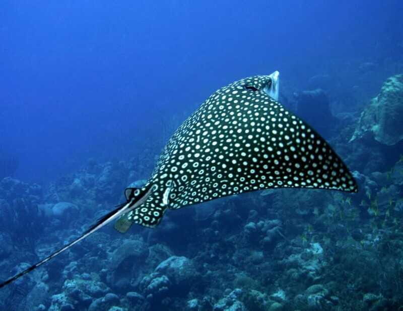 Puerto Morelos: Diving at the C56 Shipwreck - FAQ