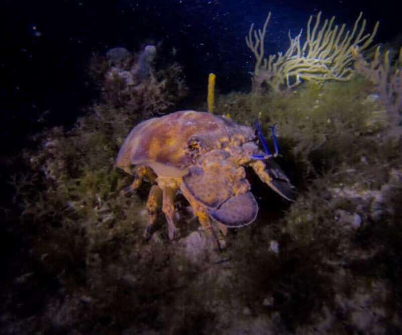 Puerto Morelos: Ojo de Agua Night Dive for Certified Divers - Who Should Book This Tour?