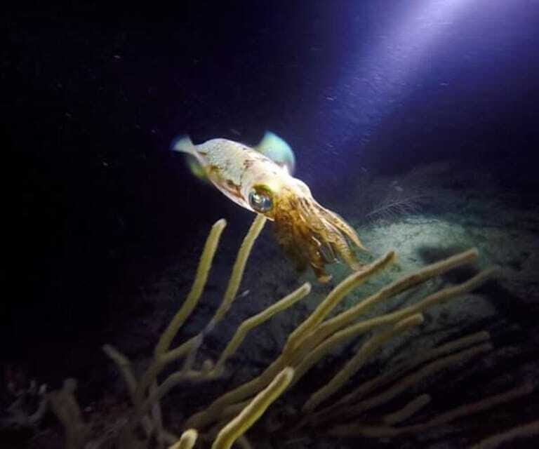Puerto Morelos: Ojo de Agua Night Dive for Certified Divers - Final Thoughts: Is It Worth It?