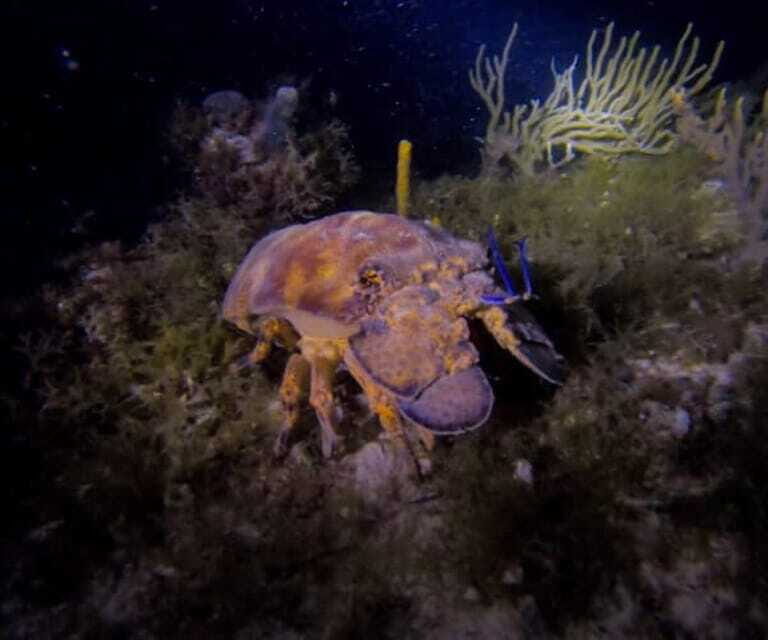Puerto Morelos: Ojo de Agua Night Dive for Certified Divers - FAQ
