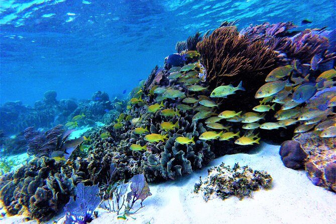 Puerto Morelos Reef Snorkel, 2 stops , local tacos, small groups! - Key Points