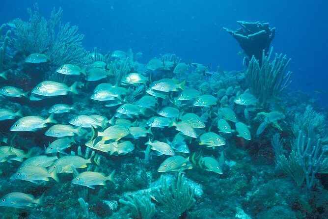 Puerto Morelos Reef Snorkeling Tour with Lunch - Who Should Consider This Tour?