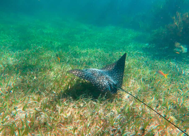 Puerto Morelos: Reef Snorkeling Trip with Beachside Lunch - Who Will Love This Tour?