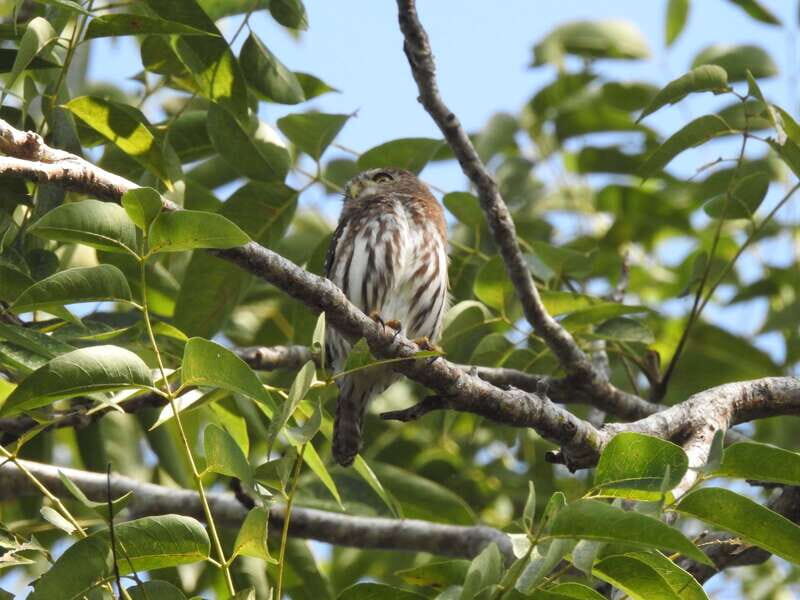 Puerto Morelos: Ruta de los Cenotes Birdwatching Tour - FAQ