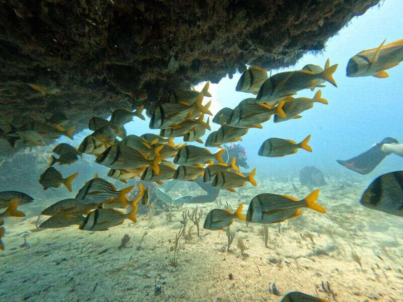 Puerto Morelos: Scuba Diving for Beginners - 2 Dives - What to Expect from the Puerto Morelos Scuba Tour