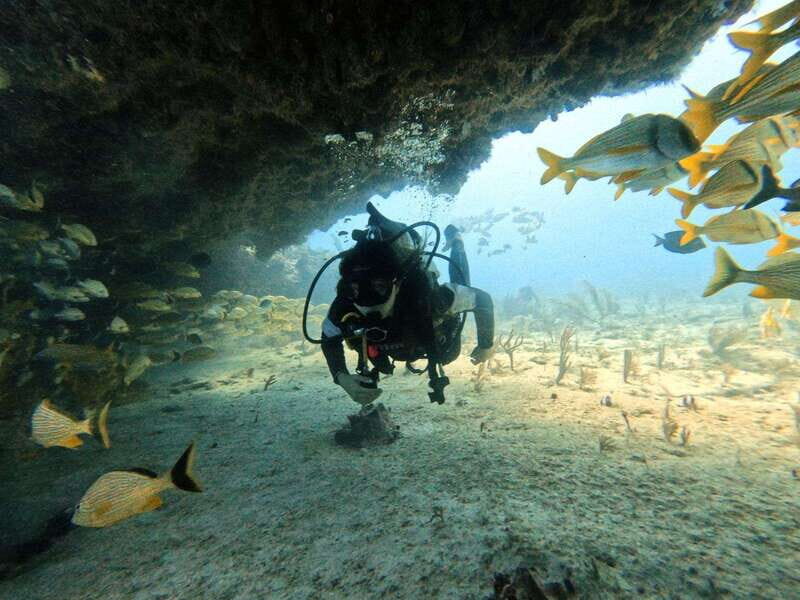 Puerto Morelos: Two Reef Dives for Certified Divers - Puerto Morelos: Two Reef Dives for Certified Divers