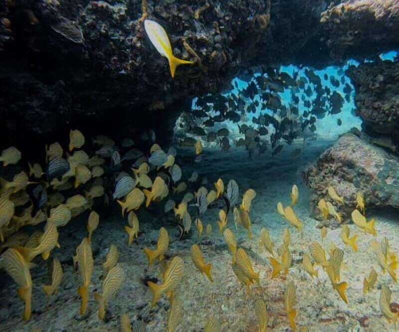 Puerto Morelos: Two Reef Dives for Certified Divers - Key Points
