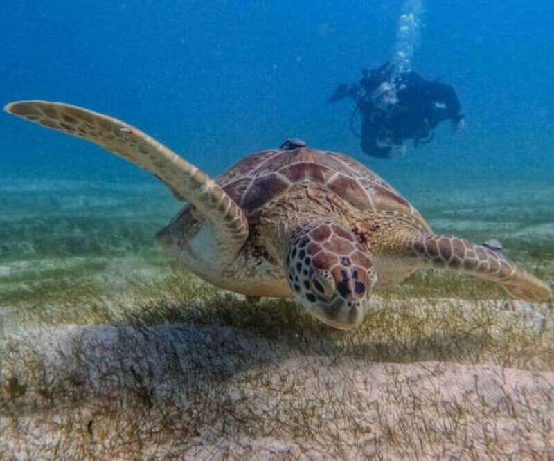Puerto Morelos: Two Reef Dives for Certified Divers - Why This Tour Offers Great Value