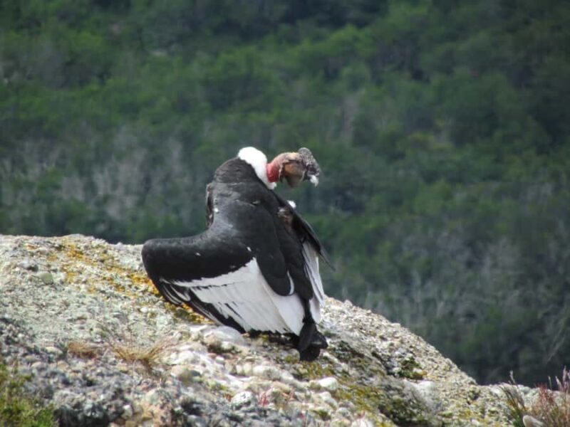 Puerto Natales: Cerro Benitez Half-Day Hike with Condors - Key Points