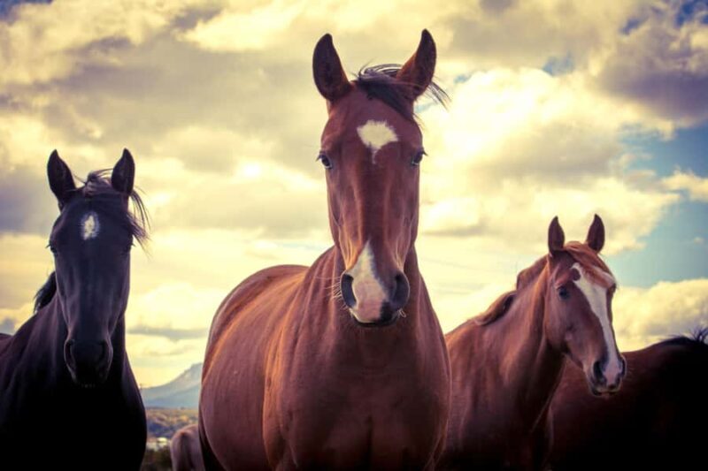 Puerto Natales: Traditional Horseback Riding Experience - Who Should Consider This Tour?