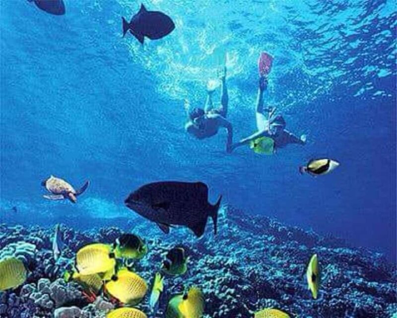 Puerto Plata: Cayo Arena Tour with Snorkeling and Mangroves - An Authentic Day in the Caribbean: What to Expect