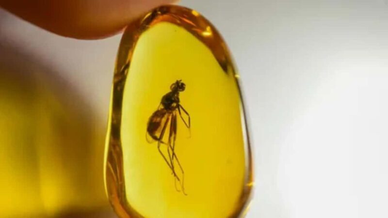 Puerto Plata City Tour: Tradition, Culture, and Coastal Beauty - Practical Details and Considerations