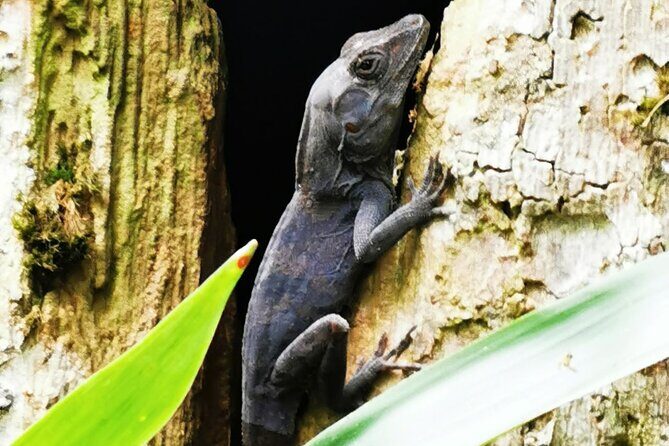 Puerto Plata City Tour with the Mount Isabel, Rum & Chocolate - Final Thoughts: An Authentic Day in Puerto Plata