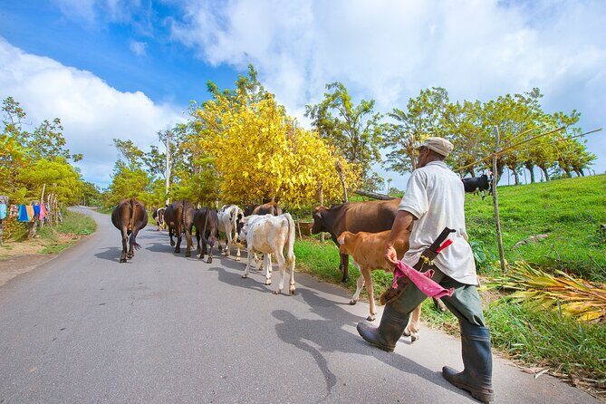 Puerto Plata Historic Town & Countryside - Amber Cove & Taino Bay - Analyzing the Experience