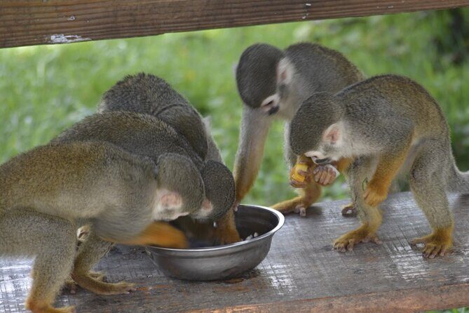 Puerto Plata Monkey Home Tour by Minivan - An Honest Look at the Puerto Plata Monkey Home Tour