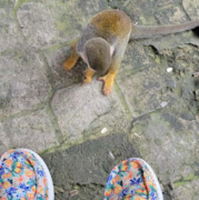 Puerto Plata: Monkeyland Tour - An In-Depth Look at the Puerto Plata Monkeyland Tour