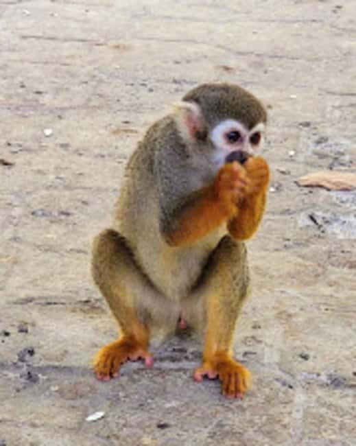 Puerto Plata: Monkeyland Tour - What to Expect and Practical Tips