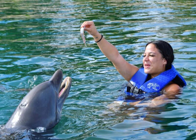 Puerto Plata Ocean World Dolphin Swim - Authenticity and Welfare