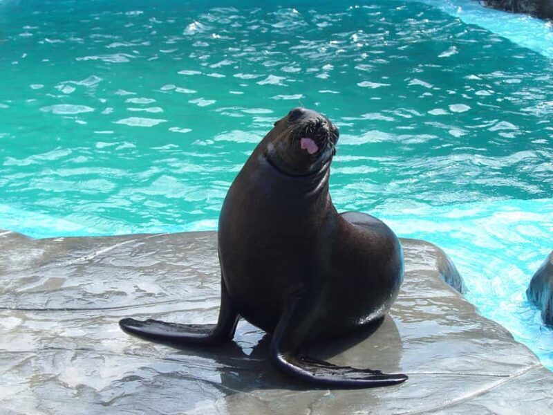 Puerto Plata Ocean World Tickets - Key Points