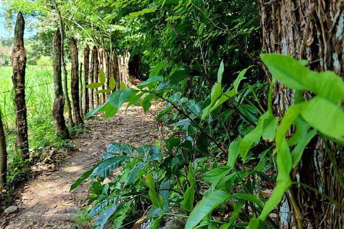 Puerto Plata Rejoya River Excursion Amber Cove Taino Bay Hotels - The Experience in Detail