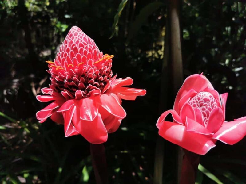 Puerto Plata: Taino Valley and Dominican Flavor Experience - Key Points