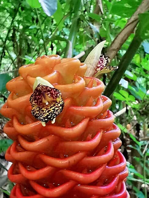 Puerto Plata: Taino Valley and Dominican Flavor Experience - Who Will Love This Tour?