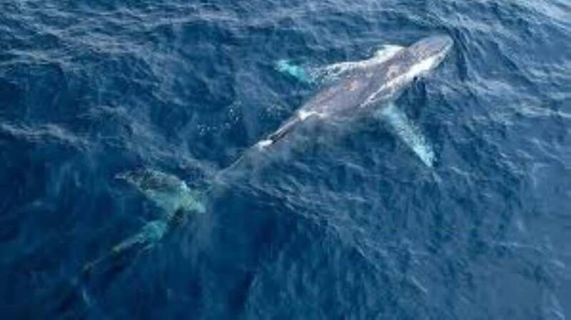 Puerto Plata: Whale Watching & Bacardi Island Day Trip - Key Points