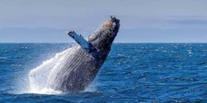 Puerto Plata: Whale Watching & Bacardi Island Day Trip - An In-Depth Look at the Tour Experience