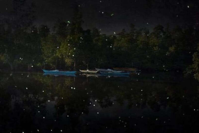 Puerto Princesa Firefly Watching (shared tour) - Discovering the Magic of Puerto Princesa Firefly Watching (Shared Tour)