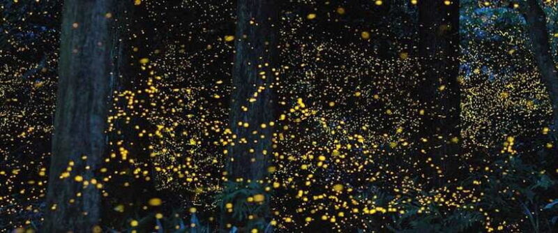 Puerto Princesa Firefly Watching (shared tour) - Frequently Asked Questions