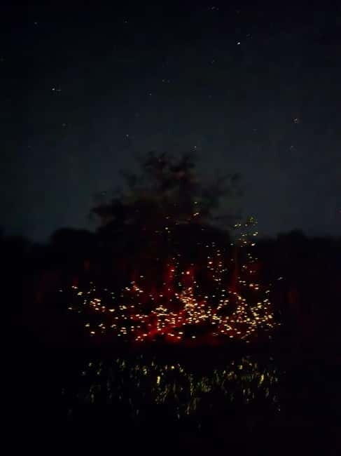 Puerto Princesa: Firefly Watching Tour with Dinner - Authenticity and Practical Tips