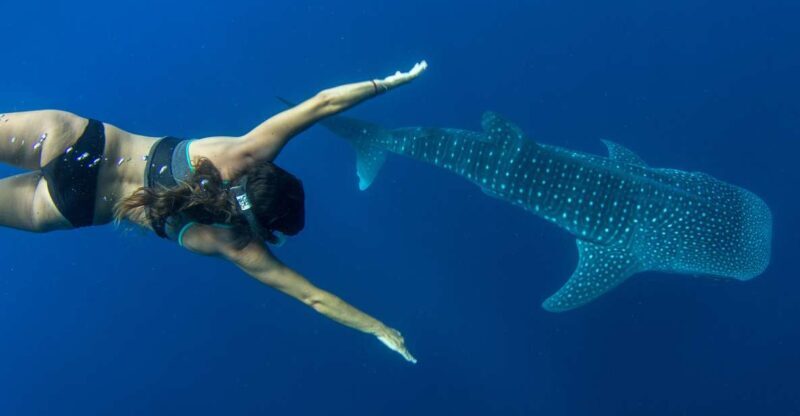 Puerto Princesa: Swim with Whale Sharks Boat Cruise - Puerto Princesa: Swim with Whale Sharks Boat Cruise