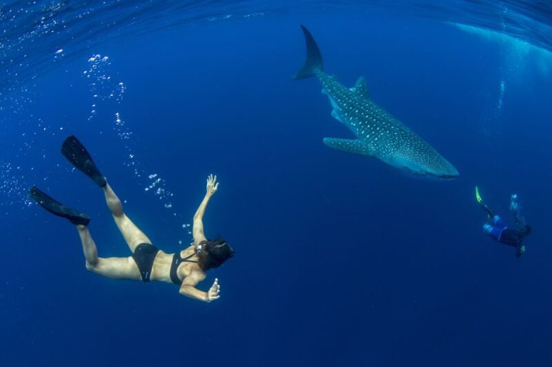 Puerto Princesa: Swim with Whale Sharks Boat Cruise - Key Points