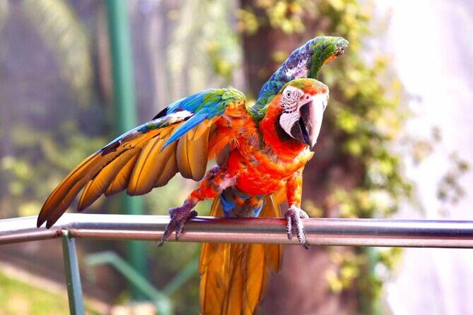 Puerto Rico Cable Car and Bird Sanctuary Tour - A Short Stroll in Guaynabo and Lunch