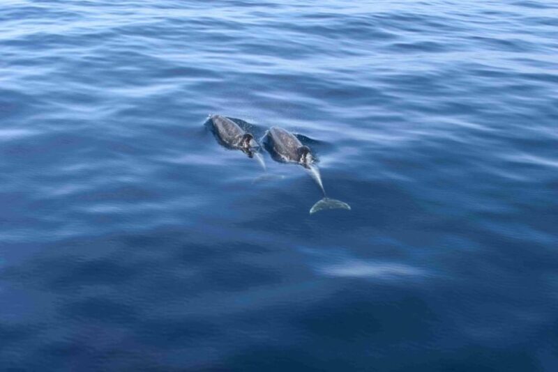 Puerto Rico de Gran Canaria: Premium Dolphin Catamaran Tour - A Closer Look at the Experience