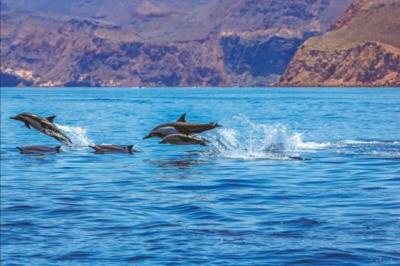 Puerto Rico de Gran Canaria: Premium Dolphin Catamaran Tour - The Itinerary in Detail