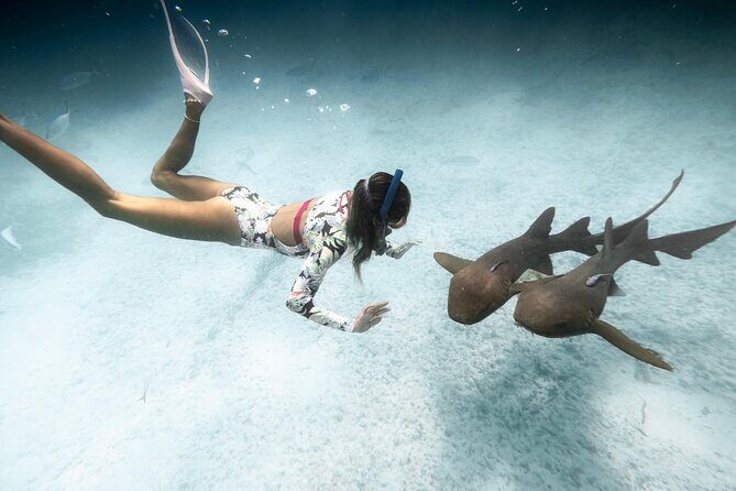 Puerto Rico Private Half Day Shark Diving - Puerto Rico Private Half Day Shark Diving: An Up-Close Marine Encounter