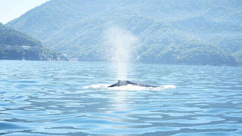 Puerto Vallarta: 3-Hour Whale Watching and Snorkeling - Key Points