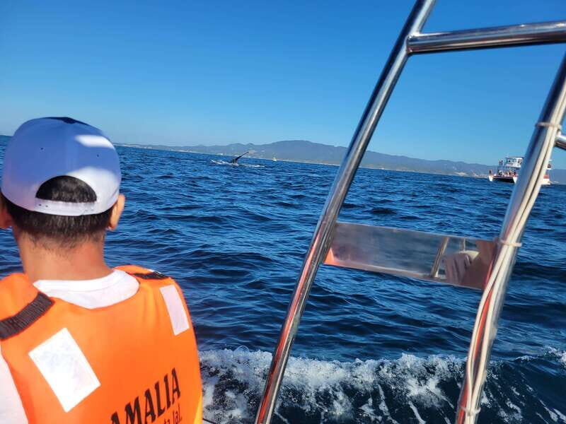 Puerto Vallarta: 3-Hour Whale Watching and Snorkeling - The Experience in Detail