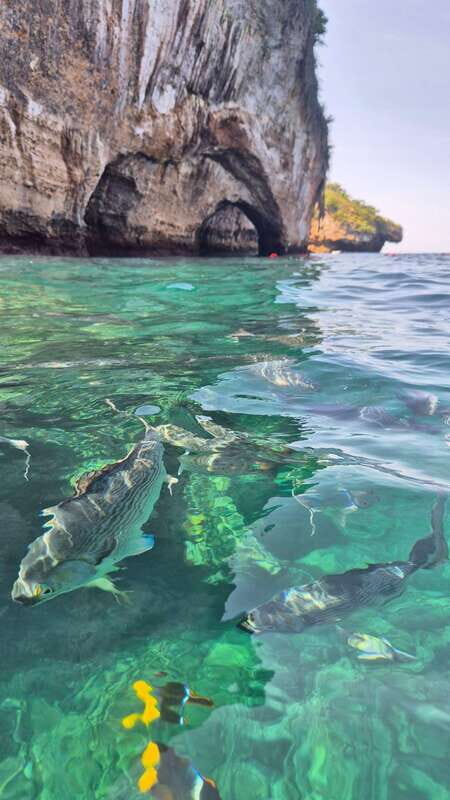 Puerto Vallarta: 3-Hour Whale Watching and Snorkeling - FAQ