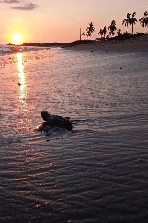 Puerto Vallarta: Baby Turtle Release in Conservation Area - What Makes This Tour Stand Out?